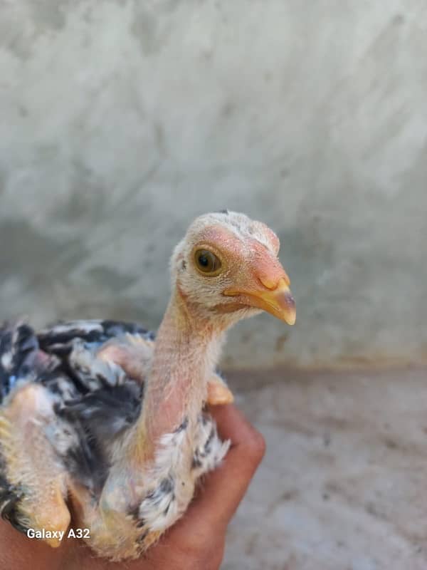 sindhi aseel murgi with chicks 3