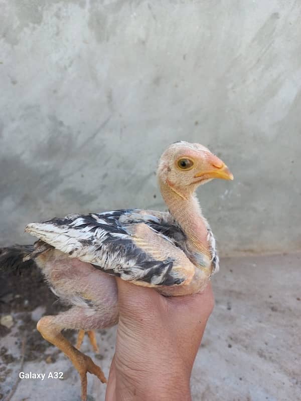 sindhi aseel murgi with chicks 5