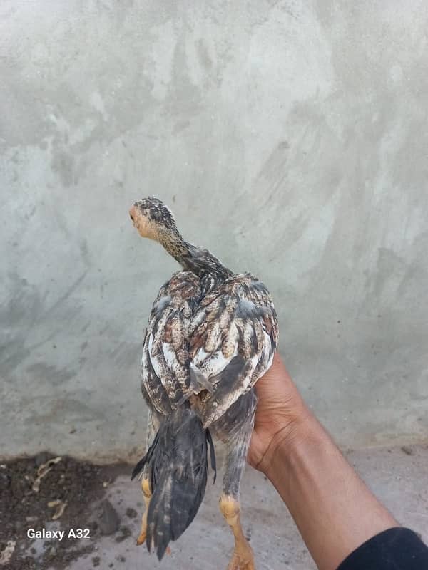 sindhi aseel murgi with chicks 6