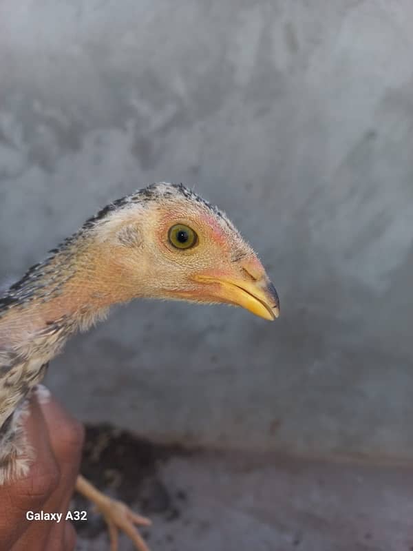 sindhi aseel murgi with chicks 7