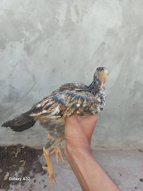 sindhi aseel murgi with chicks 8