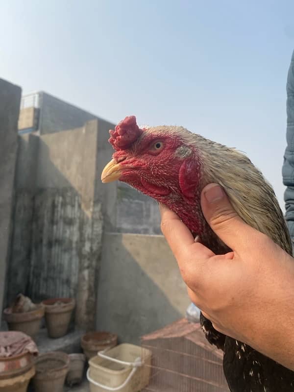 sindhi aseel murgi with chicks 9