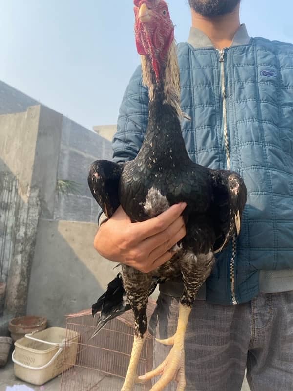 sindhi aseel murgi with chicks 10