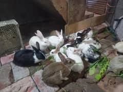 butifull rabbits