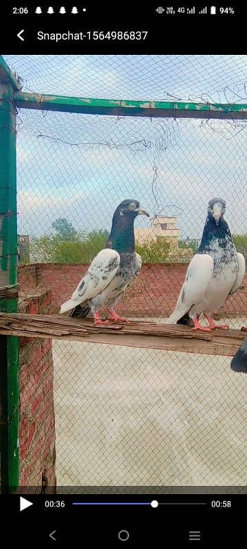 taydi pigeon 2