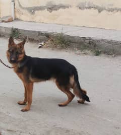 German shepherd