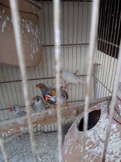 finches for sale