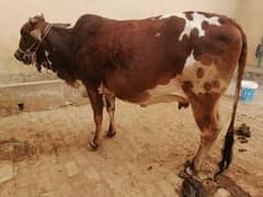 8 Months pregnant Dairy Milk Cow for Sale