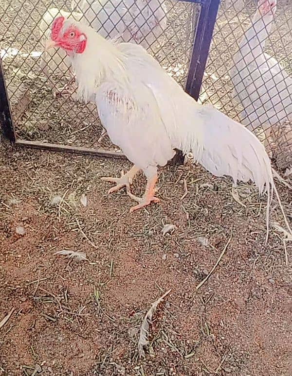 Heera/Hera/Hira male available for sale 2