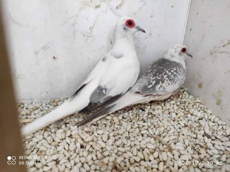 pied  dove breeder pair 0