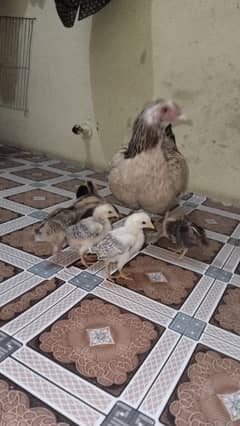 Aseel murgi with 6 chicks