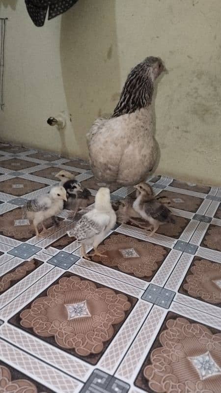 Aseel murgi with 6 chicks 1