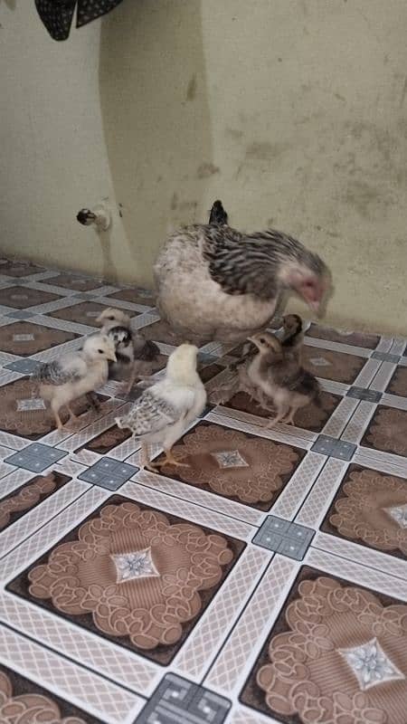 Aseel murgi with 6 chicks 2