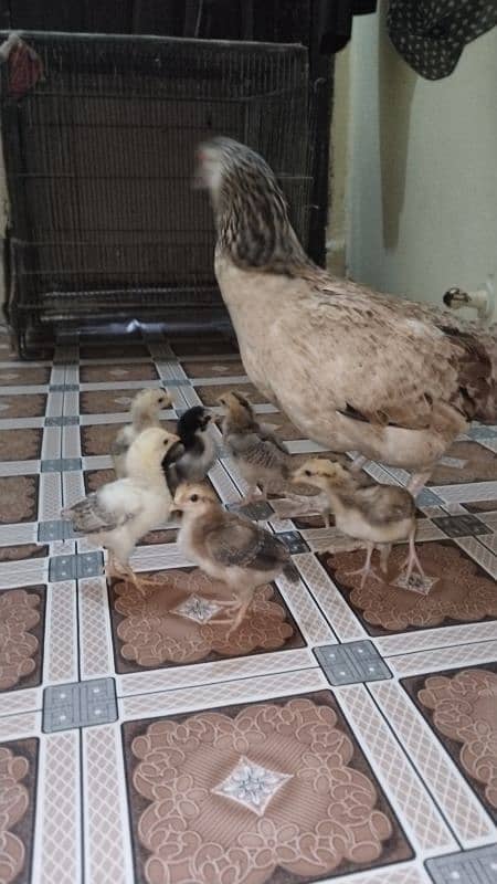 Aseel murgi with 6 chicks 3