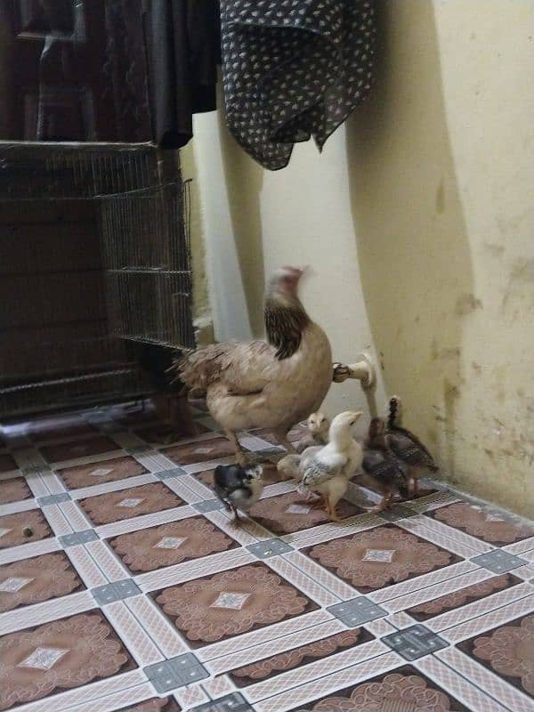 Aseel murgi with 6 chicks 5