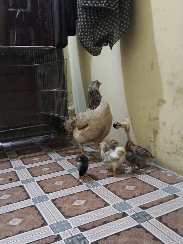 Aseel murgi with 6 chicks 6