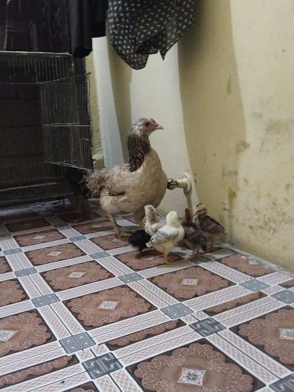 Aseel murgi with 6 chicks 7