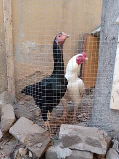 Pure black shamo hen and white Heera male dhamial road rawalpindi