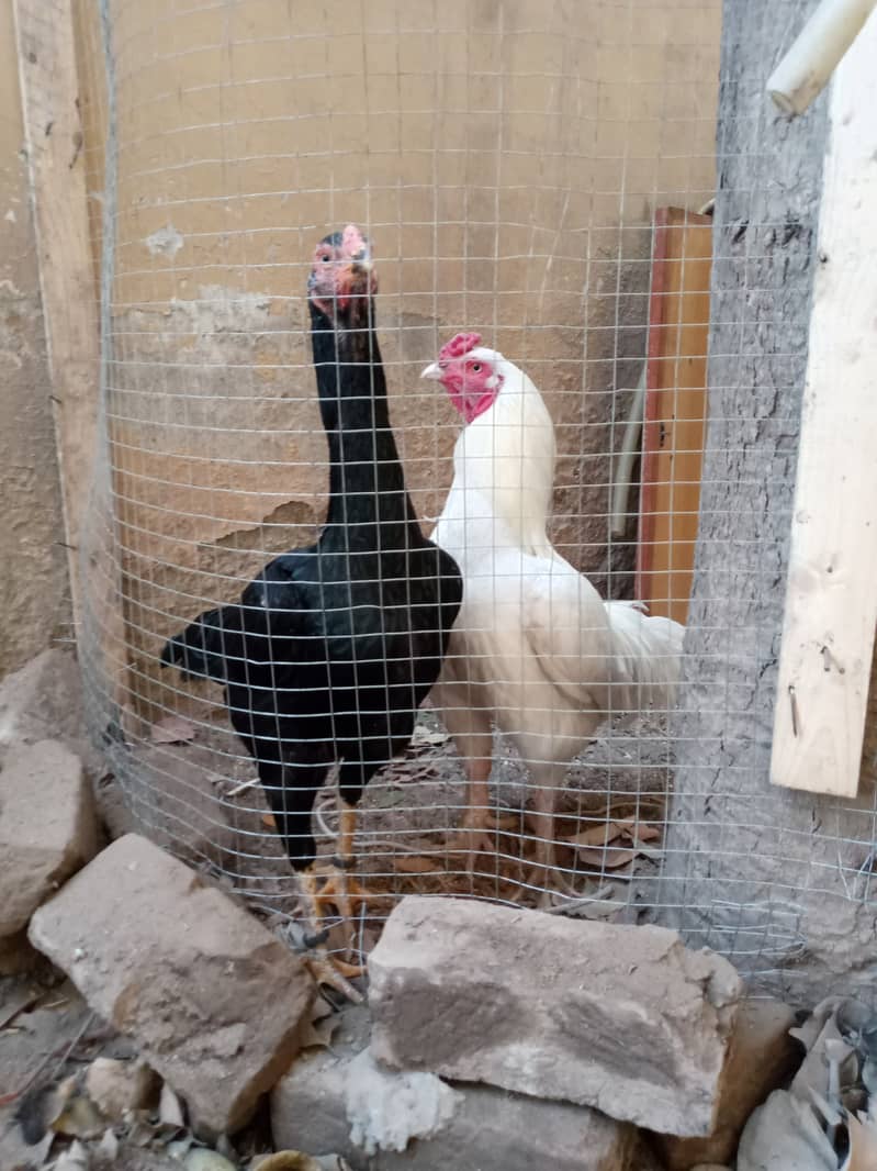 Pure black shamo hen and white Heera male dhamial road rawalpindi 1