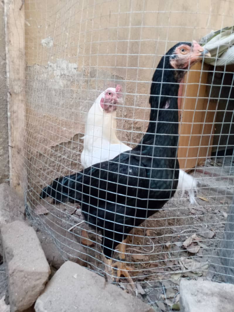 Pure black shamo hen and white Heera male dhamial road rawalpindi 2