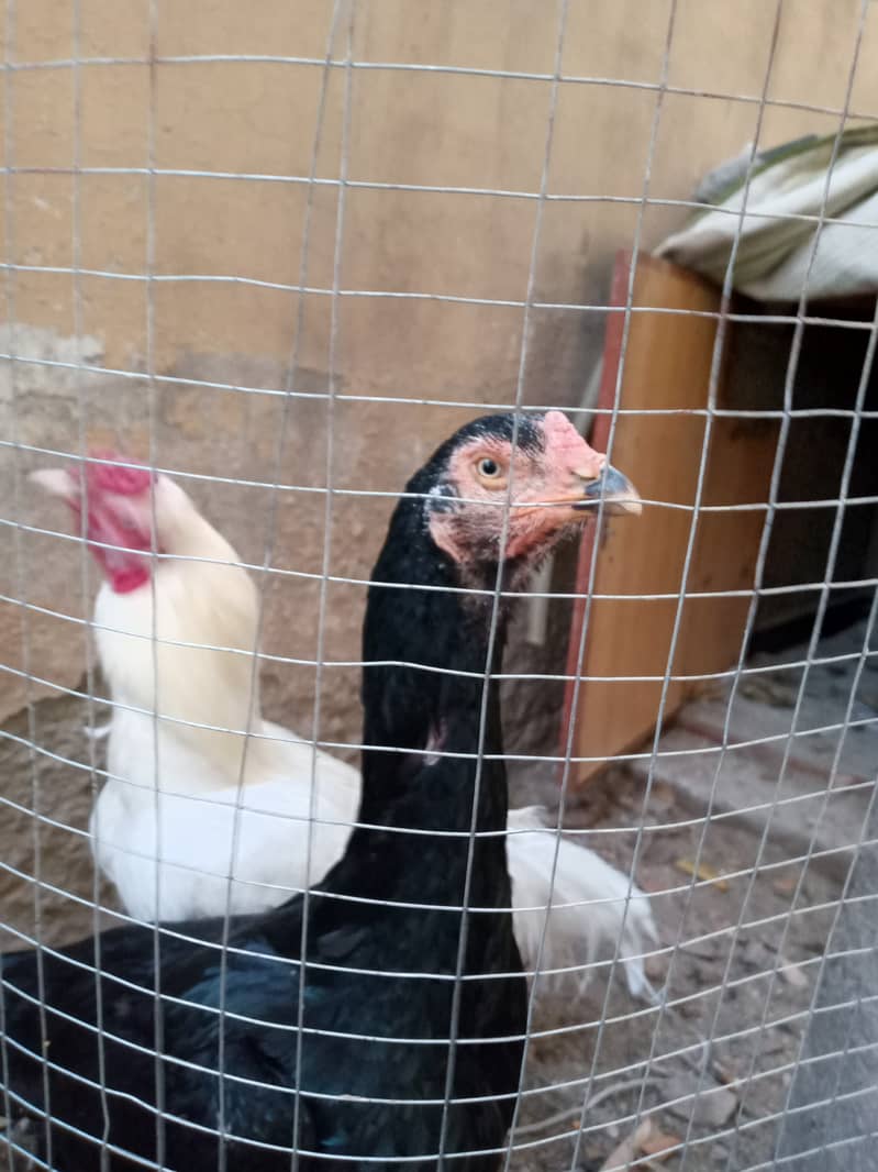 Pure black shamo hen and white Heera male dhamial road rawalpindi 3