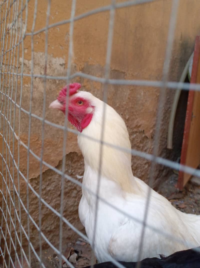 Pure black shamo hen and white Heera male dhamial road rawalpindi 4