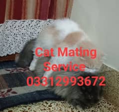 Pure Persian Adult Male Cat