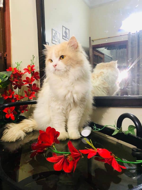 Pure Persian Adult Male Cat 1