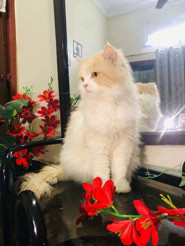 Pure Persian Adult Male Cat 2