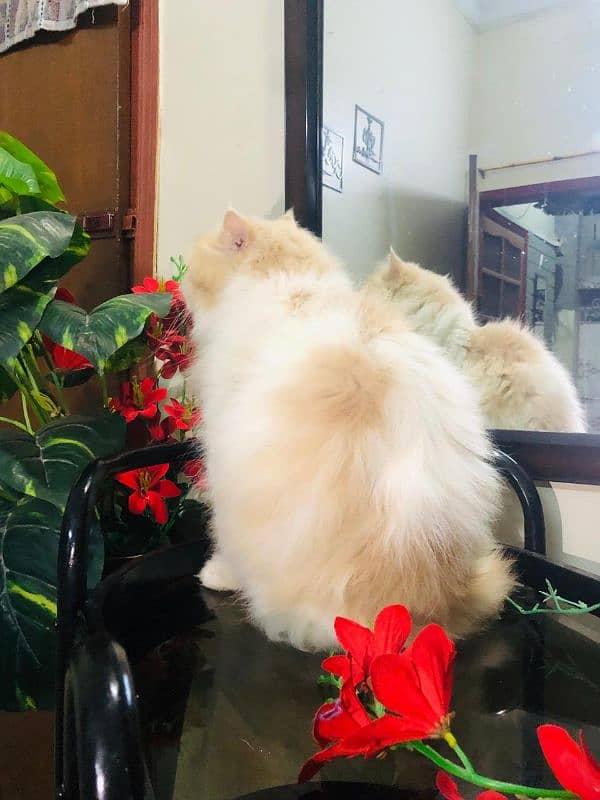 Pure Persian Adult Male Cat 4