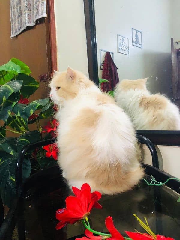 Pure Persian Adult Male Cat 5