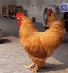 Golden Heavy Buff Chicks Available