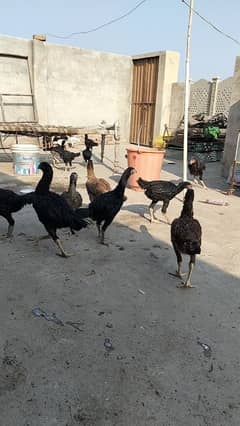 aseel chicks 03 month age