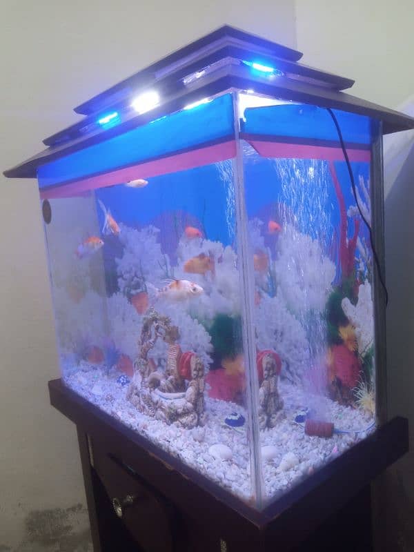 fish aquarium for sale with 9 fish 2