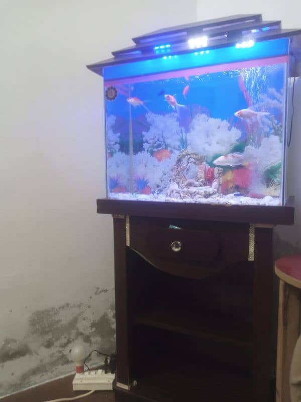 fish aquarium for sale with 9 fish 4