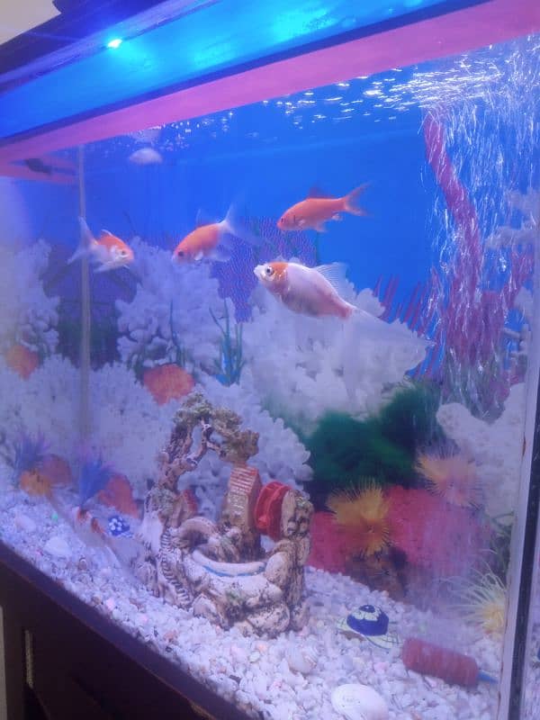 fish aquarium for sale with 9 fish 6