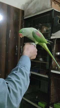 Raw parrot