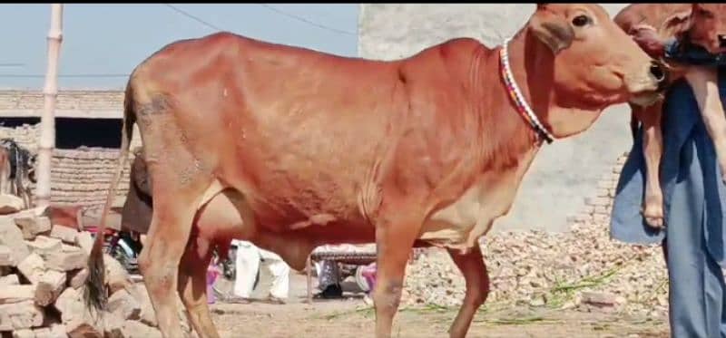 Cow and bachadi 1