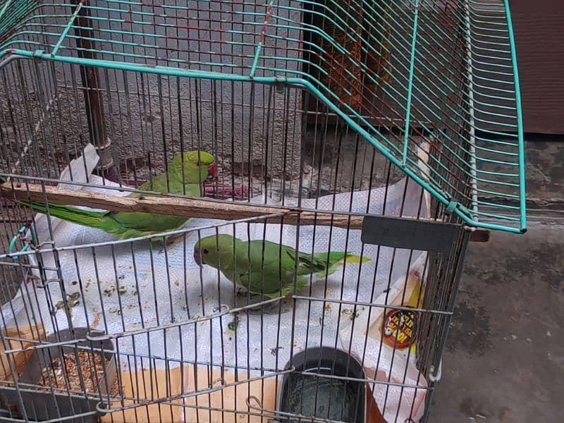 heltey parrot pair male female 1