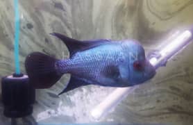 A Grade Flowerhorn Thai Silk Male