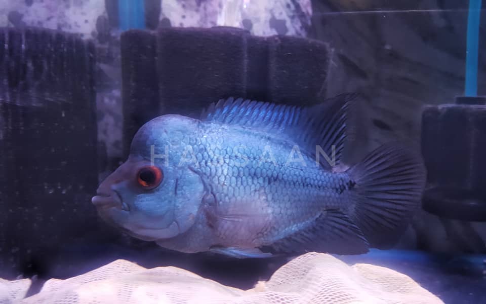 A Grade Flowerhorn Thai Silk Male 1