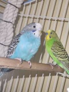 parrot budgies egg pair