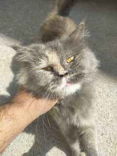 Breeder Persian triple coated cat available for sale in low price.