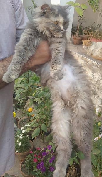 Breeder Persian triple coated cat available for sale in low price. 2