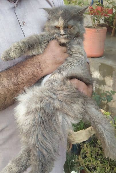 Breeder Persian triple coated cat available for sale in low price. 3