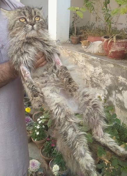 Breeder Persian triple coated cat available for sale in low price. 4