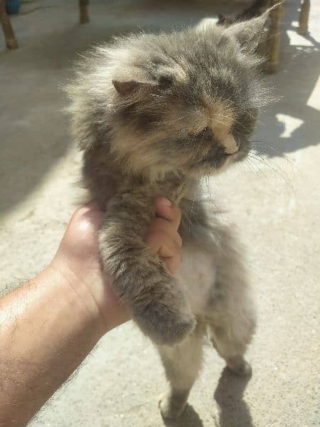 Breeder Persian triple coated cat available for sale in low price. 6