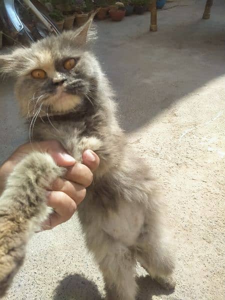 Breeder Persian triple coated cat available for sale in low price. 7