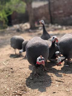 Guineafowls Totally 5 pairs available