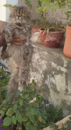 Persian male cat available for sale in very low price